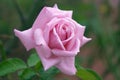 Perfect Pink Rose Royalty Free Stock Photo