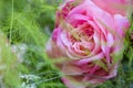 Perfect pink rose bloom Royalty Free Stock Photo