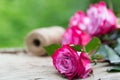 Perfect pink rose flower on wood Royalty Free Stock Photo