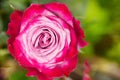 Perfect pink rose flower on wood outdoors Royalty Free Stock Photo