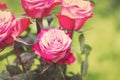 Perfect pink rose flower on wood outdoors Royalty Free Stock Photo