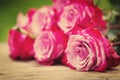 Perfect pink rose flower on wood outdoors Royalty Free Stock Photo