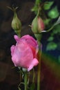 Perfect pink rose. Royalty Free Stock Photo