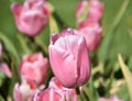 Perfect Pink Tulip Flower Blossom in a Garden of Blossoms Royalty Free Stock Photo