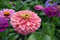 Perfect Pink Zinnia