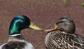 A perfect portrait of mated pair of mallard ducks Royalty Free Stock Photo