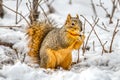 A Perfect Portrait of a Squirrel Snacking in Winter