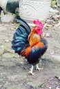 perfect pose of a rooster full of charm Royalty Free Stock Photo