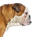 Perfect profile of a English Bulldog head isolated on white Royalty Free Stock Photo