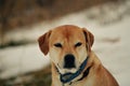 A perfect puppy in winter in New Hampshire