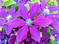 Perfect purple clematis Royalty Free Stock Photo