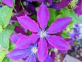 Perfect purple clematis Royalty Free Stock Photo