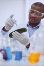 Skilled afro-american researcher testing a marrow squash