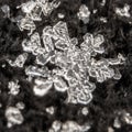 perfect real snowflakes on an icy black background. Snowflake on a black background. macro photo