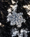 perfect real snowflakes on an icy black background. Snowflake on a black background. macro photo