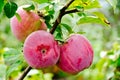 Perfect red apples hanging on tree branch Royalty Free Stock Photo