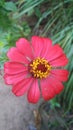 Perfect red flower after rain