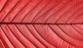 Perfect red leaf patterns. Royalty Free Stock Photo