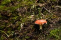 Perfect Red Mushroom Royalty Free Stock Photo