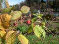 Perfect red, ripe raspberries growing on a raspberry plant among green leaves next to a metal fence with garden scenery in autumn Royalty Free Stock Photo