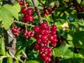 Perfect red ripe redcurrants (ribes rubrum) on the branch between green leaves with blurry background. Taste of summer