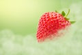 Perfect red ripe strawberry isolated on a summer Royalty Free Stock Photo