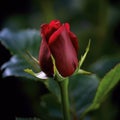 Perfect red rose close-up, dark red flower, dark background. Royalty Free Stock Photo