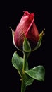 Perfect red rose close-up, dark red flower, dark background. Royalty Free Stock Photo