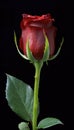 Perfect red rose close-up, dark red flower, dark background.