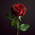 Perfect red rose close-up, dark red flower, dark background. Royalty Free Stock Photo