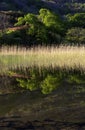 Perfect reflection of trees and reeds in a Lake Royalty Free Stock Photo