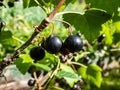 Perfect ripe blackcurrants (ribes nigrum) maturing on the branch