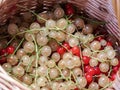 Perfect, ripe red and white currants in the woven basket Royalty Free Stock Photo