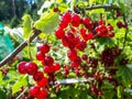 Perfect ripe redcurrants on the branch between green leaves in the sunlight