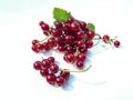 Perfect, ripe redcurrants and foliage isolated against white on sunlight. White and isolated background. Berries and leaves on Royalty Free Stock Photo