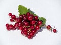 Perfect, ripe redcurrants and foliage isolated against white on sunlight. White and isolated background. Berries and leaves on Royalty Free Stock Photo