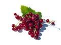 Perfect, ripe redcurrants and foliage isolated against white on sunlight. White and isolated background. Berries and leaves on