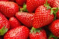 Perfect ripe Strawberries close up