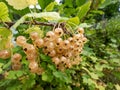 Perfect ripe white currants (ribes rubrum) growing on the single branch Royalty Free Stock Photo