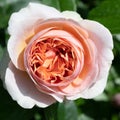 Bright orange rose. Yellow-orange perfect rose flowering in garden. Filled beautiful rose.