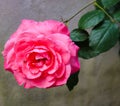 Perfect rose, very beautiful, I love the roses