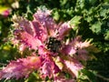 Perfect round water drops on Brassica Ornamental Cabbage Flowering Kale leaves on a sunny day