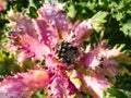 Perfect round water drops on Brassica Ornamental Cabbage Flowering Kale leaves on a sunny day