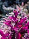 Perfect round water drops on Brassica Ornamental Cabbage Flowering Kale Plant leaves