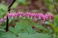 Perfect row of bleeding heart flowers, also known as `lady in the bath`or lyre flower, photographed in Surrey, UK. Royalty Free Stock Photo