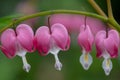 Perfect row of bleeding heart flowers, also known as `lady in the bath`or lyre flower, photographed in Surrey, UK. Royalty Free Stock Photo