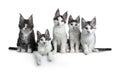 Perfect row of five blue / black tabby high white Maine Coon cat isolated on white background