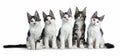 Perfect row of five blue / black tabby high white Maine Coon cat isolated on white background