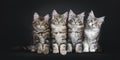 Perfect row of four Maine Coon cat kittens on black background Royalty Free Stock Photo