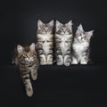 Perfect row of four Maine Coon cat kittens on black background Royalty Free Stock Photo